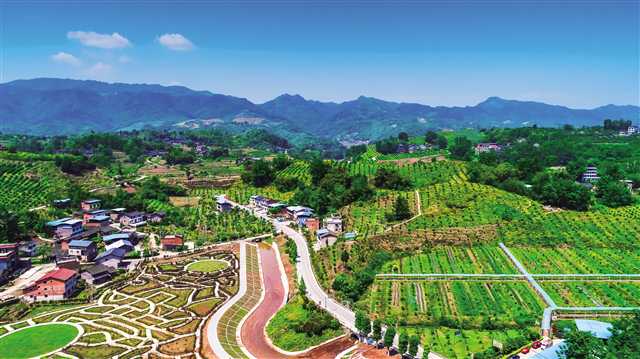 洪湖鎮稱沱平偉農業園 攝/陳勇