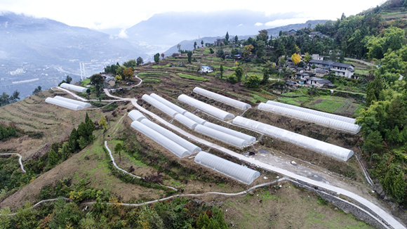 集体经济组织基地