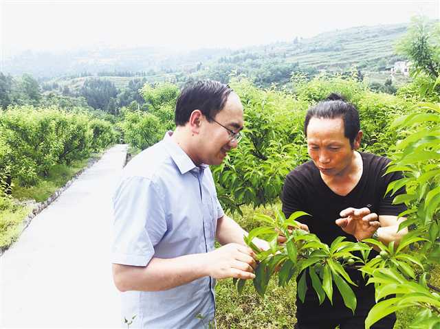 梁义宏（左一）在与种植大户王先文交流李子管理技术。