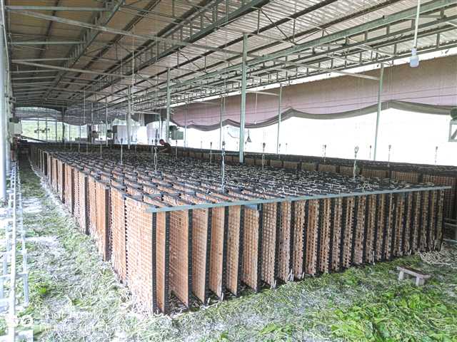 长春村现代化蚕房