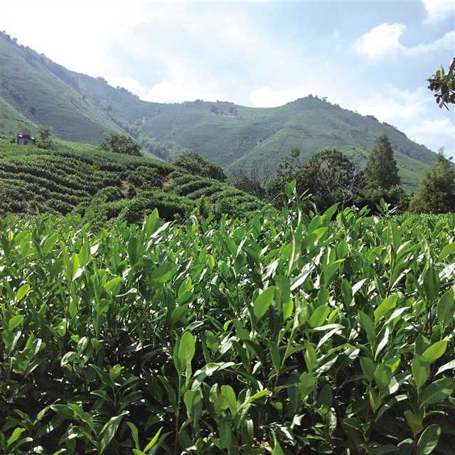  鲁渝协作茶叶产业园 摄/张璇