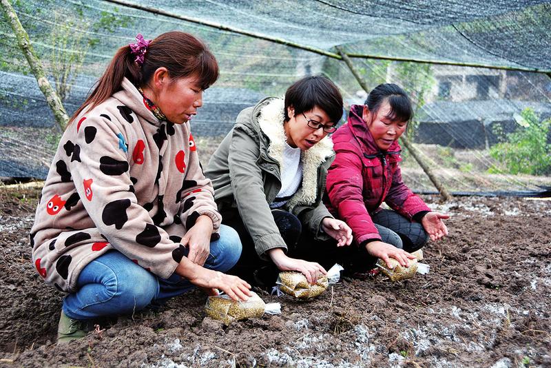 田间示范秀记者图片