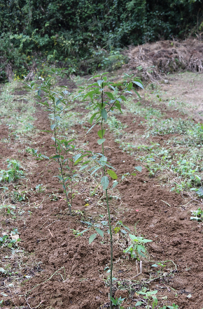 2019年3月栽种的木姜子，目前长势良好。