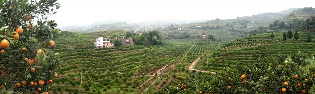 云阳县黄石镇2000亩标准化柑橘园