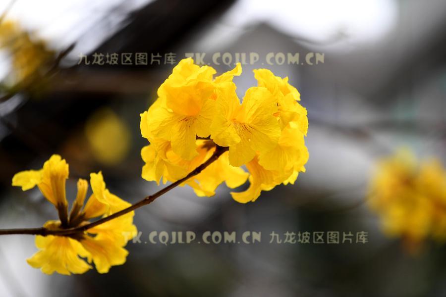 黄桷坪邮电支路，黄花风铃木迎春盛开。（九龙报社 记者 周邦静摄。）