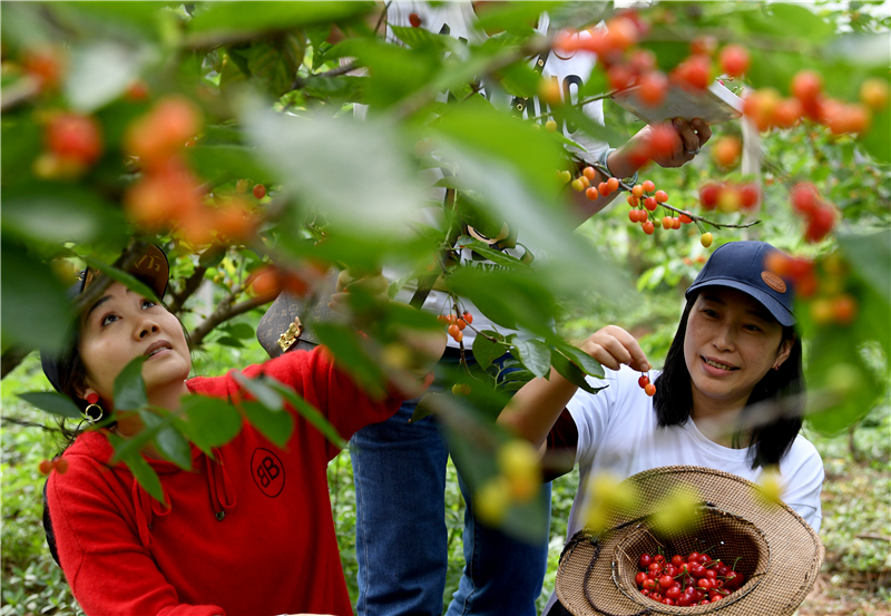 4月12日，市民在乡悦葡萄庄园采摘樱桃。
