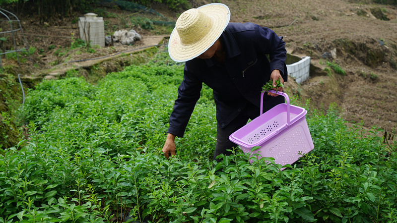 西彭镇新民村，村民正在采摘枸杞芽菜 。