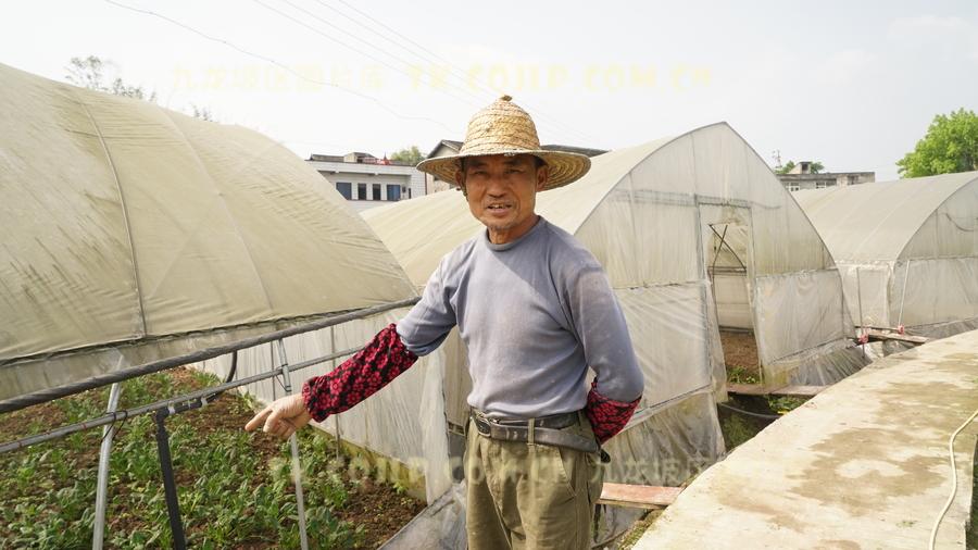 西彭镇长石村，村民曾广明种植的蔬菜已经开始采摘。九龙报社记者 邬姜 摄 