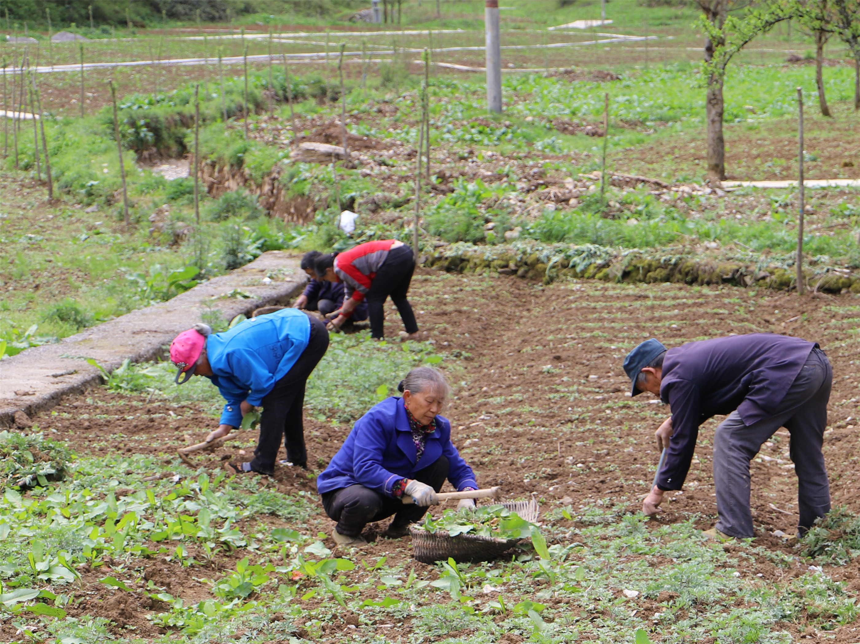 重庆城口双河乡抢农时抓生产大黄种植忙