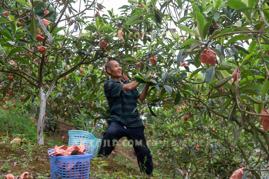 勇长奇水果合作社的枇杷已经成熟，工人正在采摘新鲜的枇杷。九龙报社 记者 陈林 摄