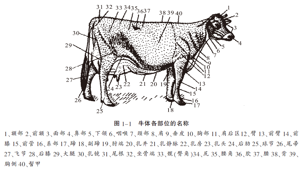 牛羊生产技术 项目一牛羊品种及其鉴定 任务3 牛羊的外貌及其鉴定1