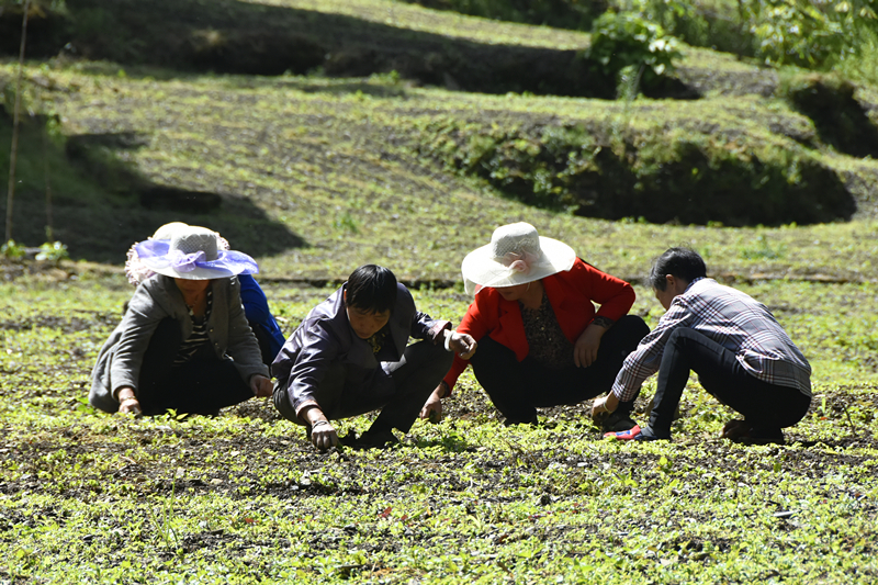 村民正在基地为中药材五味子除草。王小玉 摄.jpg