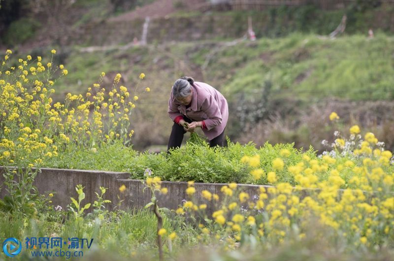 重慶市北碚區(qū)柳蔭鎮(zhèn)吉安村村民在地里采摘蔬菜。