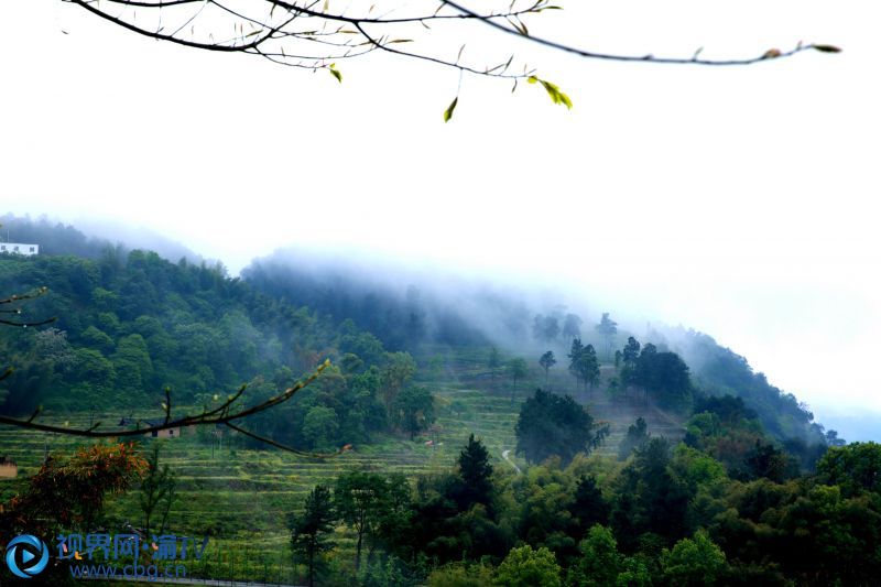 連續(xù)幾日春雨，重慶市榮昌區(qū)最高峰——古佛山上，山野寂靜，雨霧升騰，縹緲如仙境一般。張成杰 攝