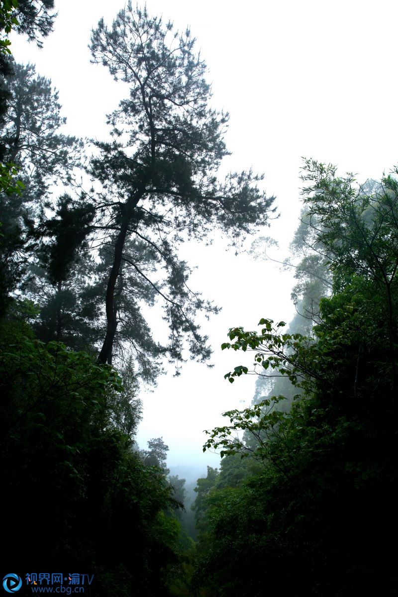 連續(xù)幾日春雨，重慶市榮昌區(qū)最高峰——古佛山上，山野寂靜，雨霧升騰，縹緲如仙境一般。張成杰 攝