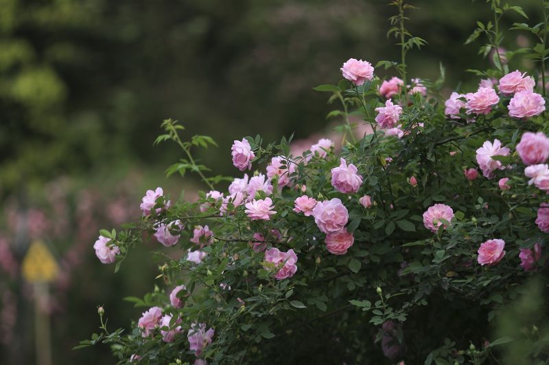 重慶市北碚區(qū)金果園景區(qū)內(nèi)的薔薇花迎春綻放，粉紅色的花朵在綠葉的襯托下，充滿了浪漫氣息。