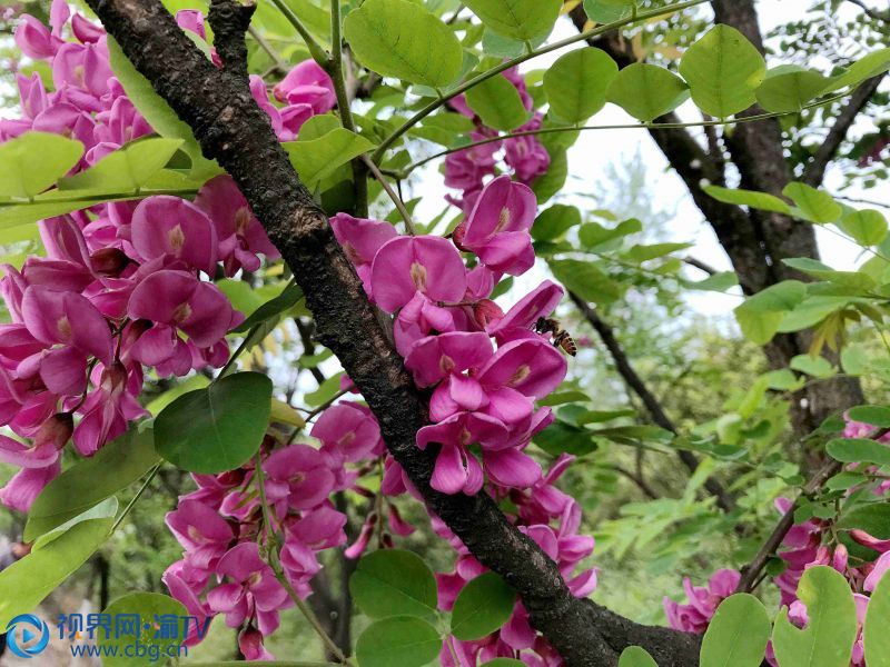 紫色的槐花香氣怡人迎來蜜蜂   （攝影：鄧強(qiáng)）“自從村里引進(jìn)香花槐種植，這個(gè)槐樹每年開兩次花，是很好的蜜源，十分適合發(fā)展蜜蜂養(yǎng)殖?！别B(yǎng)蜂專業(yè)戶鄢朝學(xué)介紹道。家住鼎罐村6組村民鄢朝學(xué)，以前主要靠務(wù)農(nóng)為生，偶爾也養(yǎng)殖兩桶蜜蜂補(bǔ)貼家用，但因?yàn)槊墼从邢?，他想擴(kuò)大蜜蜂養(yǎng)殖規(guī)模的想法無法實(shí)現(xiàn)。近年來，隨著香花槐在全村種植規(guī)模的不斷擴(kuò)大，鄢朝學(xué)的養(yǎng)蜂數(shù)量也逐年增加，到2019年底他發(fā)展起了蜜蜂養(yǎng)殖30余桶，實(shí)現(xiàn)年收入2萬余元，蜜蜂養(yǎng)殖成為他家主要增收渠道，他也成為了村里的養(yǎng)蜂專業(yè)戶。依托香花槐，鼎罐村的養(yǎng)蜂戶已發(fā)展到20多戶，養(yǎng)殖數(shù)量140余桶，每年為養(yǎng)殖戶帶來收入15萬余元。