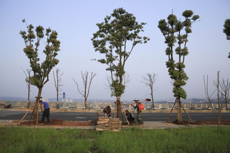 兩江新區(qū)水土高新園一新建公路旁，園林綠化工人正在栽植行道樹(shù)。