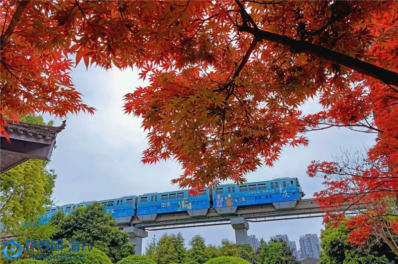 軌道交通二號線從中華美德公園上方穿過，市民抬頭便可見到“列車穿花?！敝嬗^。 （攝影：鐘戈）