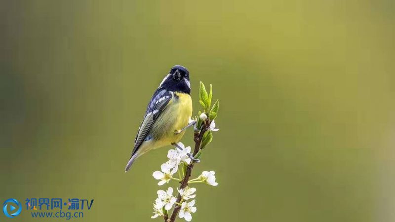 鶯雀與鮮花相映成趣。（攝影：張昌軍）