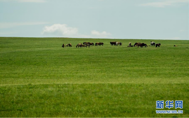 6月18日，马群在锡林郭勒盟西乌珠穆沁草原上吃草。 初夏时节，内蒙古中部的锡林郭勒大草原风景如画。 新华社记者 连振 摄