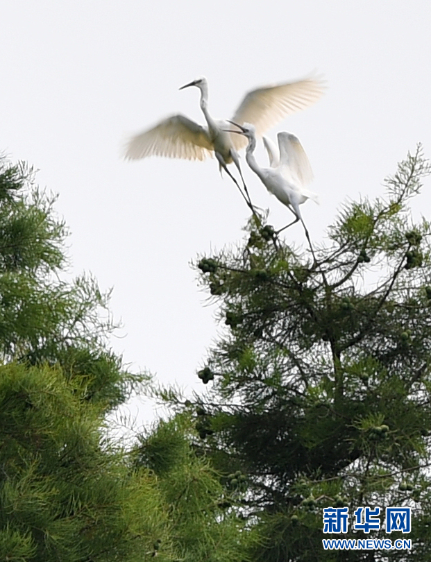 6月9日，在合肥董铺水库，两只白鹭在枝头嬉戏。