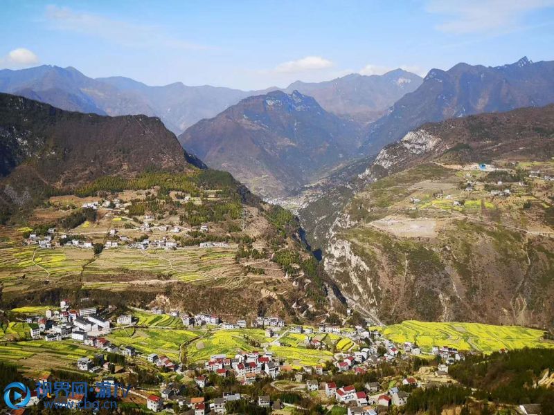 菜花黃  柳毅攝