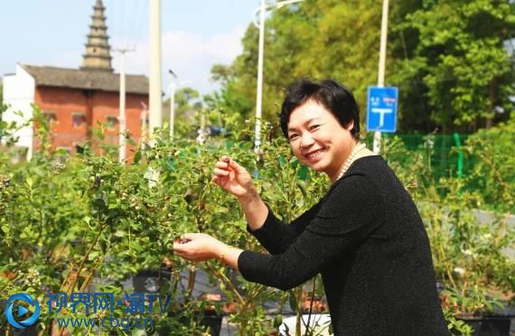 梁山街道清都村的“珍妍開心農(nóng)場生態(tài)基地”，游客在開心地采摘新鮮的藍莓。攝影：杜杭