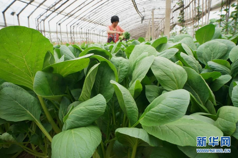 6月18日，唐山市丰南区黄各庄镇双坨村农民在大棚内收获蔬菜。 连日来，河北省唐山市丰南区在做好疫情防控工作的同时，引导农民积极做好蔬菜生产，供应京津市场。据介绍，目前该区蔬菜种植面积达13.5万亩，年产蔬菜60多万吨。 新华社记者 杨世尧 摄