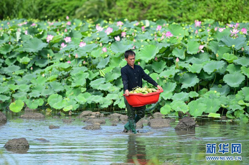 6月9日，村民在海口龙华区龙泉镇椰子头村搬运采摘的莲蓬。 初夏时节，位于海南海口龙华区龙泉镇的莲蓬逐渐成熟，当地村民加紧采摘，一派繁忙景象。 新华社记者 蒲晓旭 摄