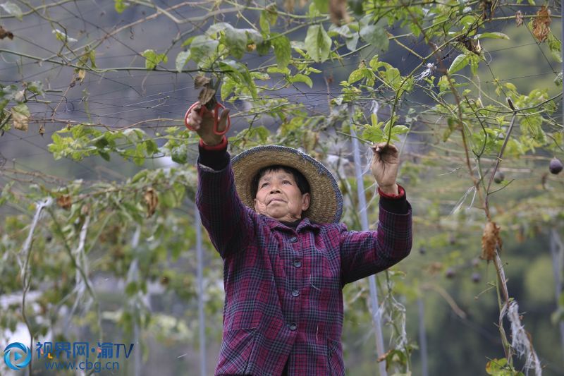 重慶市北碚區(qū)金刀峽鎮(zhèn)小華鎣村百香果種植基地，村民在修剪百香果枝條。