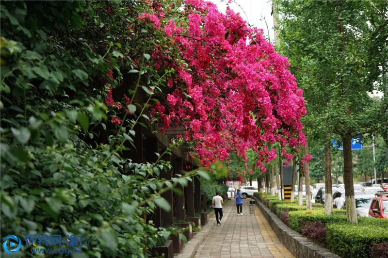 在暖暖的夏日陽光下，三角梅、雛菊盡情綻放，開滿了大渡口的大街小巷，一派生機(jī)盎然的景象。 （攝影：鐘戈）