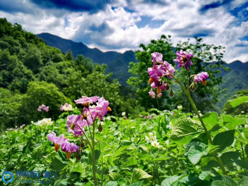 盛夏季節(jié)，重慶市城口縣東安鎮(zhèn)田間地里的洋芋花盛開了。（攝影：李萬華）