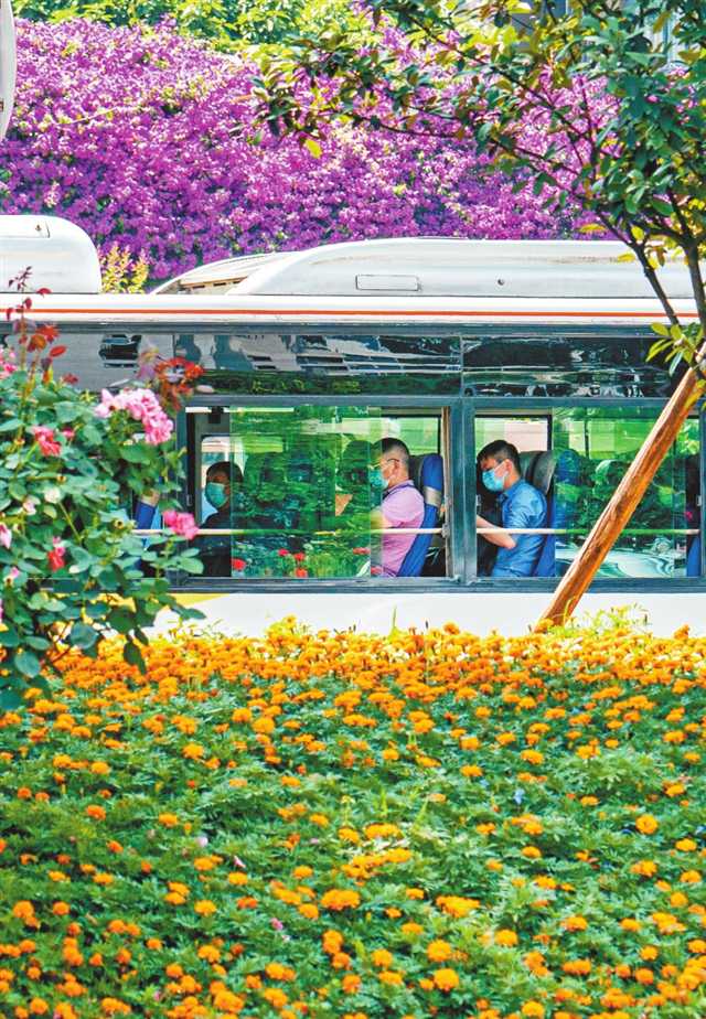     5月29日，江北區(qū)華新街，公交車從開滿鮮花的道路上經(jīng)過。