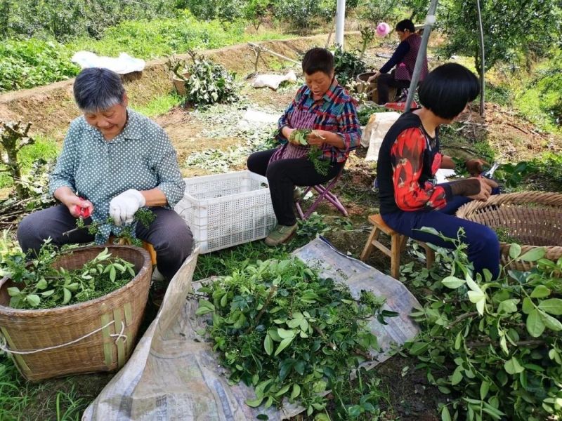 重慶璧山三合鎮(zhèn)的花椒熟了！麻香飄十里，枝綠掛滿山。（攝影：王江）