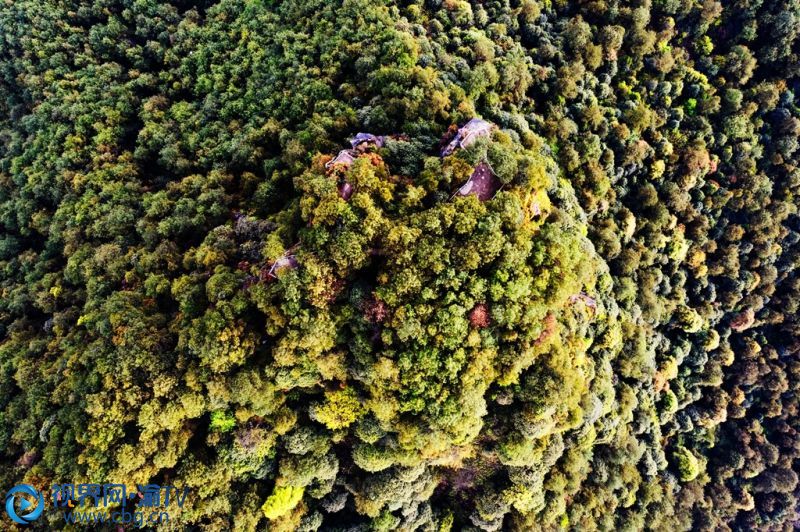 春日的重庆市长寿区五华山景区，满目皆是绿。站在山巅远眺，林中道路蜿蜒向前，大小山丘错落有致，蓝天白云尽收眼底，吸引不少游客前往踏青。摄影 袁志龙