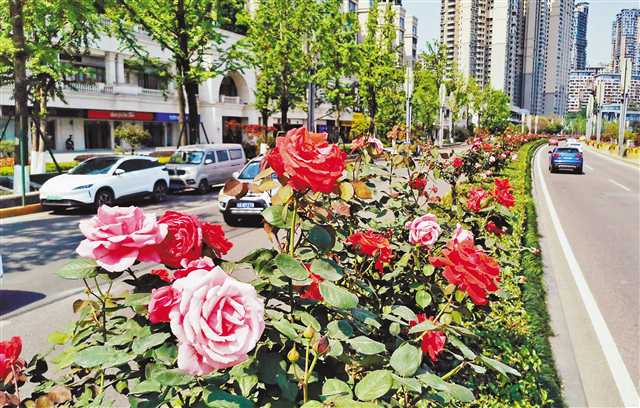 4月15日，江北區(qū)北濱路，沿路月季盛放，成為一道亮麗風景線。近年來，按照城市綠化“推窗見綠、出門見景、四季有花處處聞香”的要求，江北區(qū)對全區(qū)的城市主干道、重要區(qū)域、重要節(jié)點等區(qū)域大力實施“鮮花添彩”“増綠添園”“提質添綠”三大主題行動，全面提升城市風貌和城市品質。自2019年以來，該區(qū)已先后完成綠化品質提升項目342個，栽植各種開花喬木、花灌木199萬株，擺放鮮花約3033萬盆。首席記者 崔力 攝