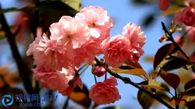 一朵朵緋紅艷麗的櫻花在枝頭綻放，暗香浮動，滿目香甜。