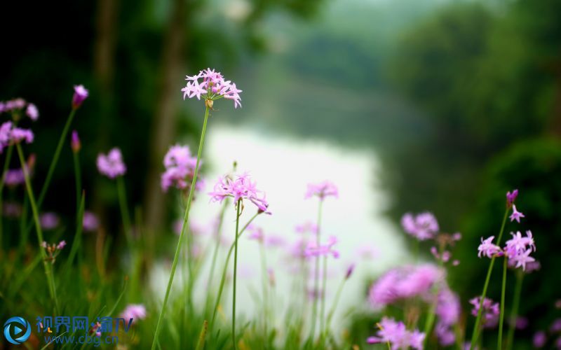 紫嬌花與竹林、瀨溪河親密相擁。 攝影：張成杰