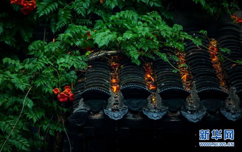 一丛丛喇叭似的橘红色凌霄花,从围墙上垂直挂下来,晶莹剔透的雨滴拍打着花朵,石板路上散落着两三片树叶。