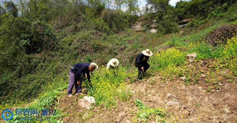 黨員干部正和村民一起拔除雜草、管護樹苗