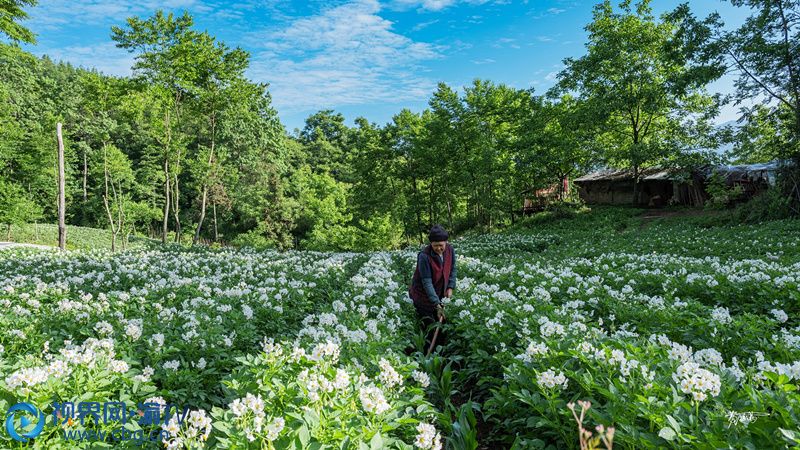 村民正在除草。黃祖滿 攝