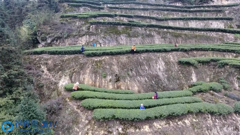 重慶市璧山區(qū)三合鎮(zhèn)的春茶迎來采摘黃金期。