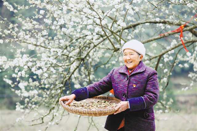 馬培清 華溪村老黨員政策硬是好!沒(méi)想到我這晚年的日子，過(guò)得比蜜還甜哦，我要爭(zhēng)取活到100歲