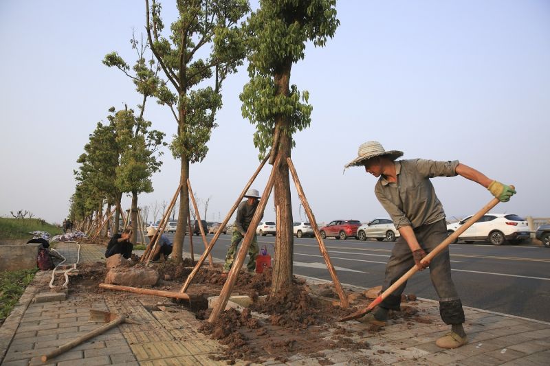 兩江新區(qū)水土高新園一新建公路旁，園林綠化工人正在栽植行道樹(shù)。