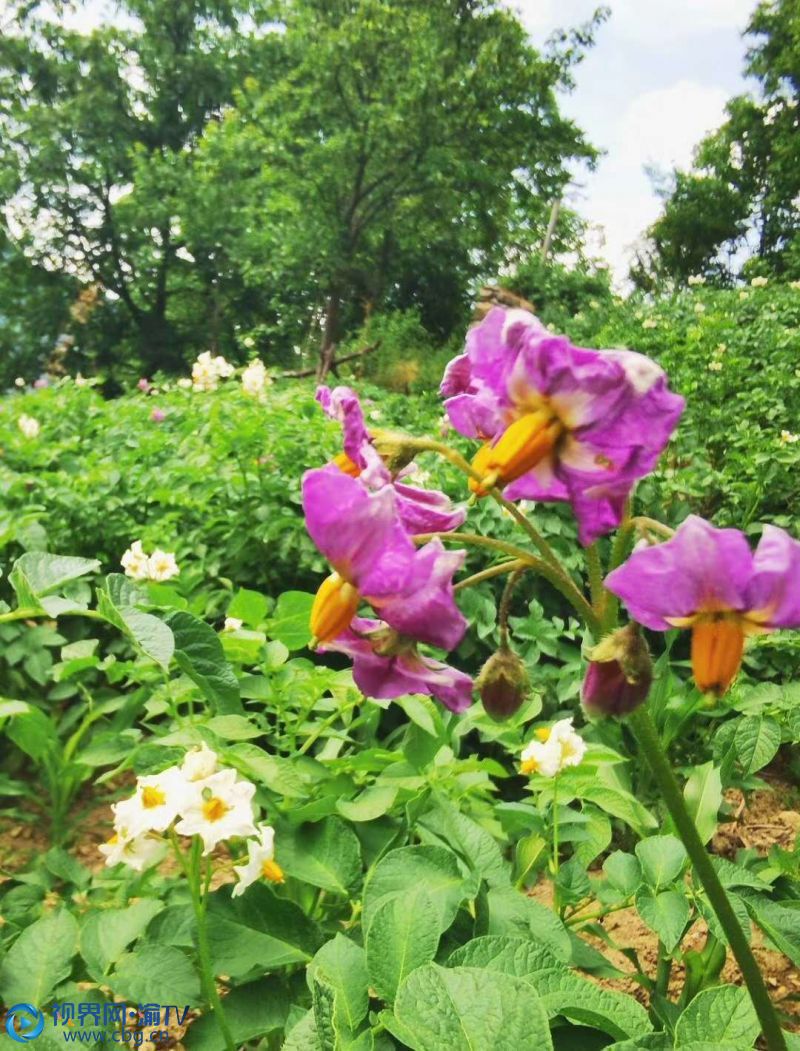 一地連一地的洋芋花一山接一山。（攝影：李萬華）