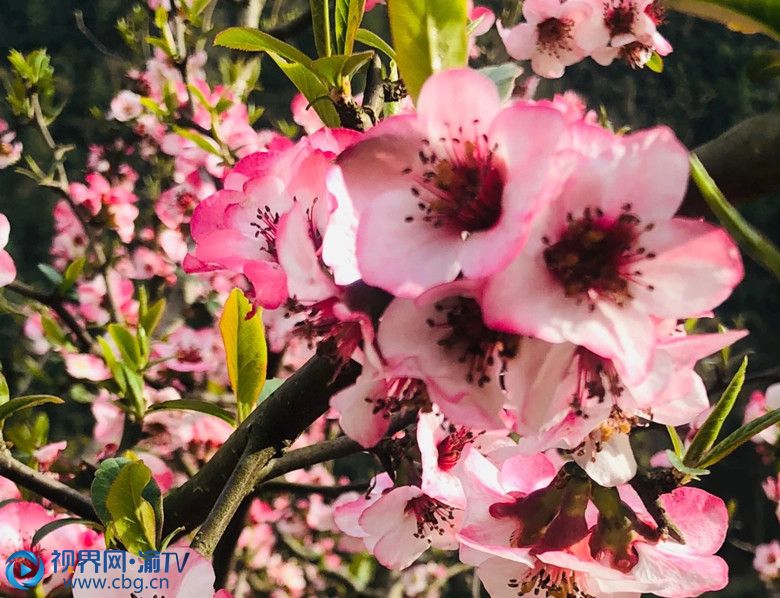 明通鎮(zhèn)白臺村木瓜花開了，處處生機(jī)。郭凡 攝