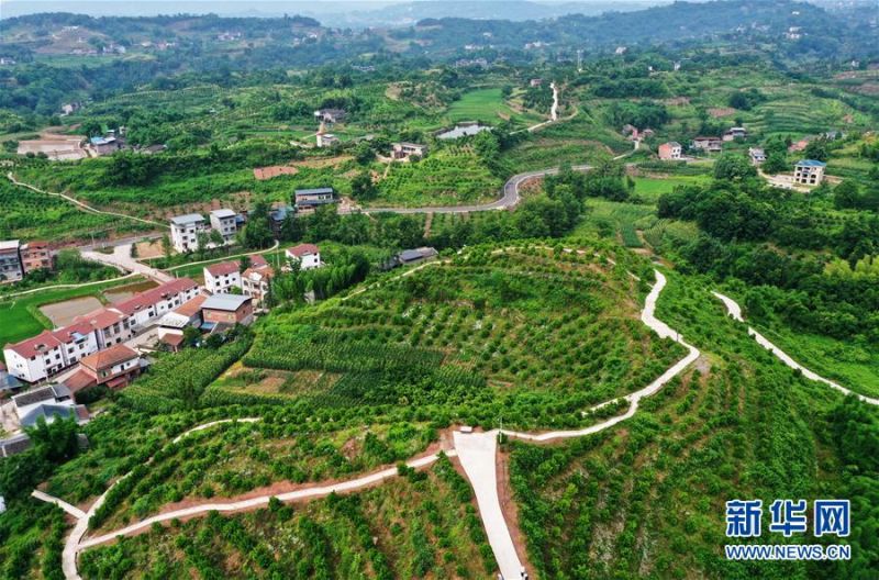 　　这是6月7日拍摄的临江镇福德村景象（无人机照片）。 时下，重庆市开州区临江镇福德村一带生机盎然，秀美如画。近年来，福德村深入开展“资源变股权、资金变股金、农民变股民”三项改革，大力发展柑橘、优质再生稻等特色产业，取得了经济和生态效益双丰收。 新华社记者 王全超 摄