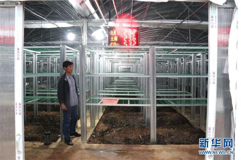 　在湖南省沅江市胭脂湖村的芦菇培育基地，湖南农业大学食用菌研究所副所长吴正坤在多功能温室大棚中查看各项环境参数（5月20日摄）。新华社发（蔡潇潇 摄）