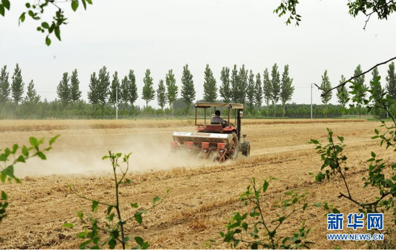6月21日，河北省河间市景和镇丰尔庄村农民在田间播种玉米。 时下，河北省各地农民抓住有利时机，在抢收小麦的同时播种玉米，确保不误农时。 新华社记者 朱旭东 摄